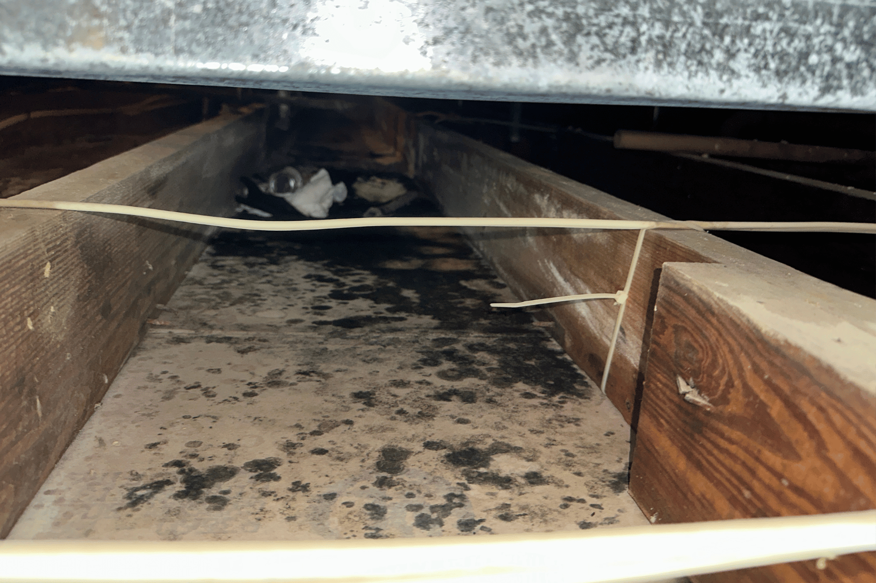 black forming along drywall in an attic