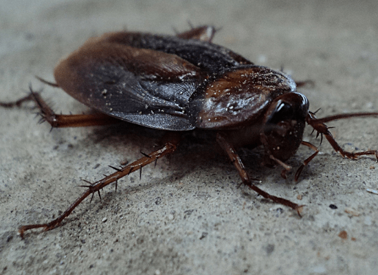 fumigación de cucarachas