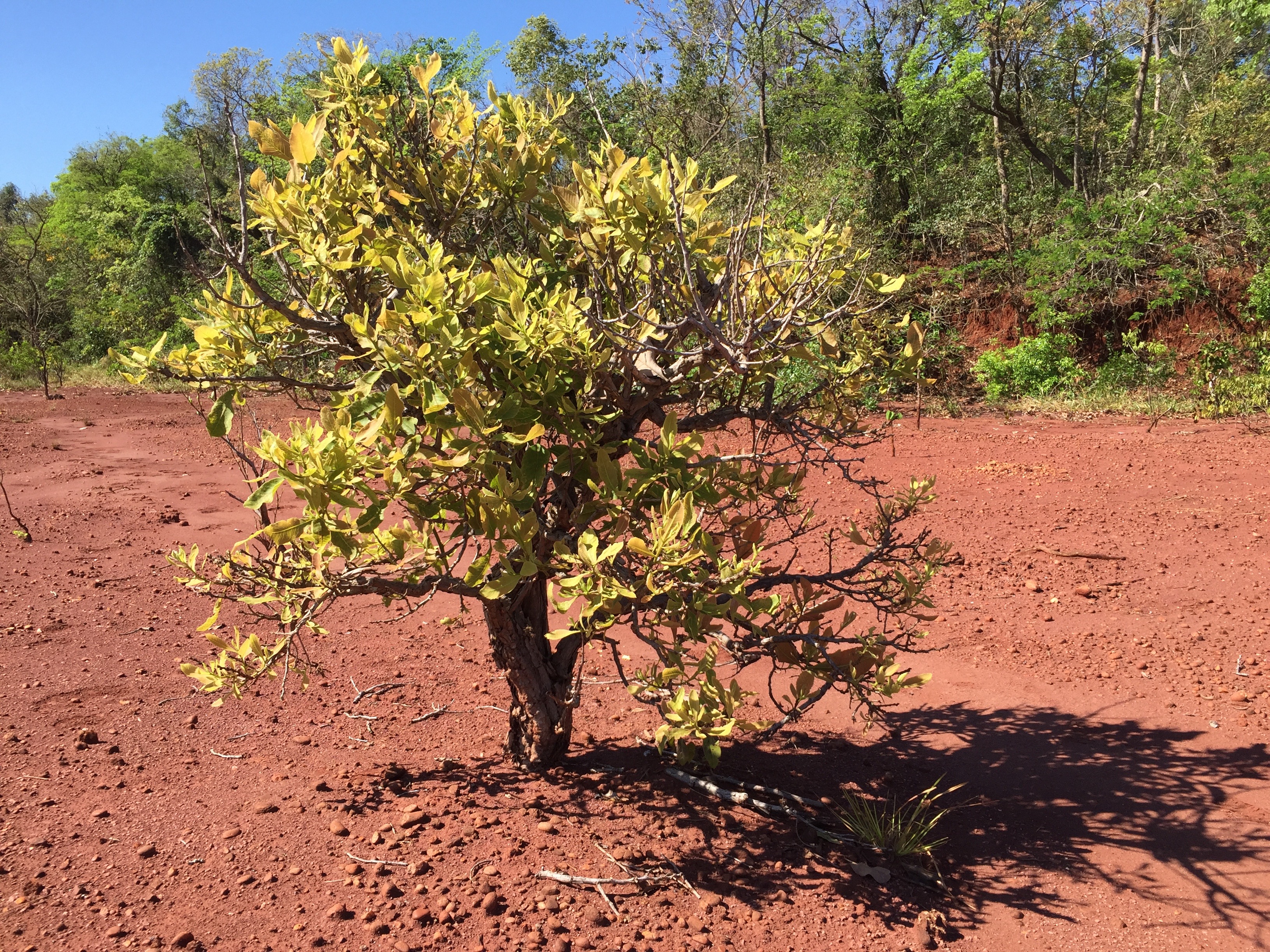 Facilitation among plant species | Functional Ecology of Plants and  Ecosystems