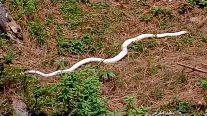 वायरल वीडियो: हिमाचल के चम्बा में दिखा दुर्लभ सांप