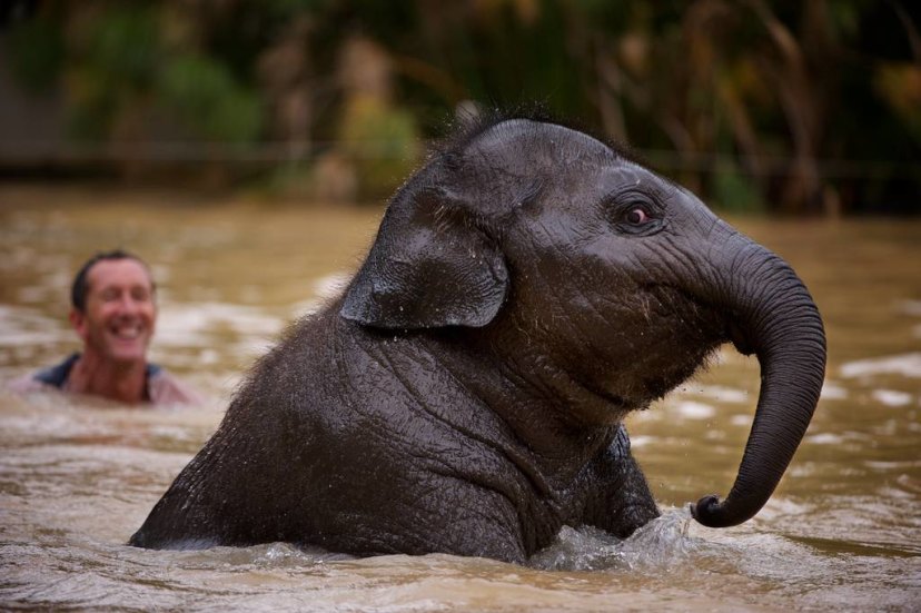 Zoos Victoria ‘Safe Haven’ and ‘Mali in the City’ Campaigns The Fundraiser's Handbook