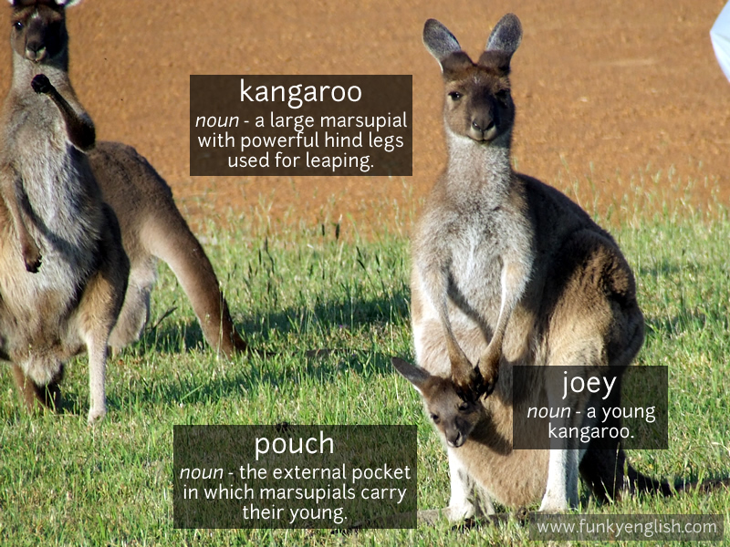 Kangaroo photo vocabulary