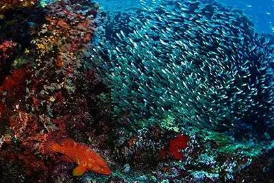 corals and school of glassfish during your Similan day trip