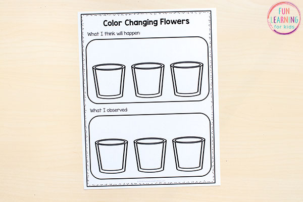Color changing flowers science experiment