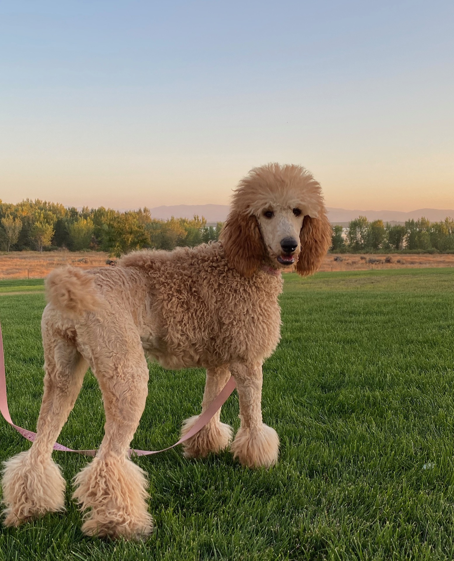 ckc standard poodle puppies for sale