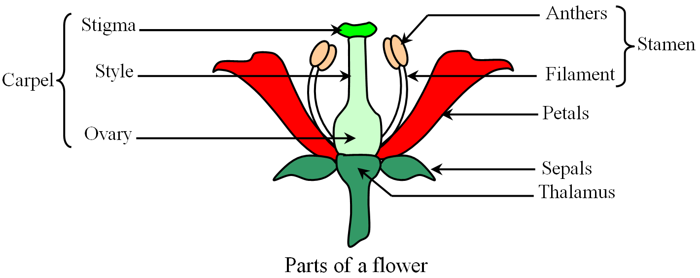 Male And Female Parts Of A Flower And Their Functions Flower