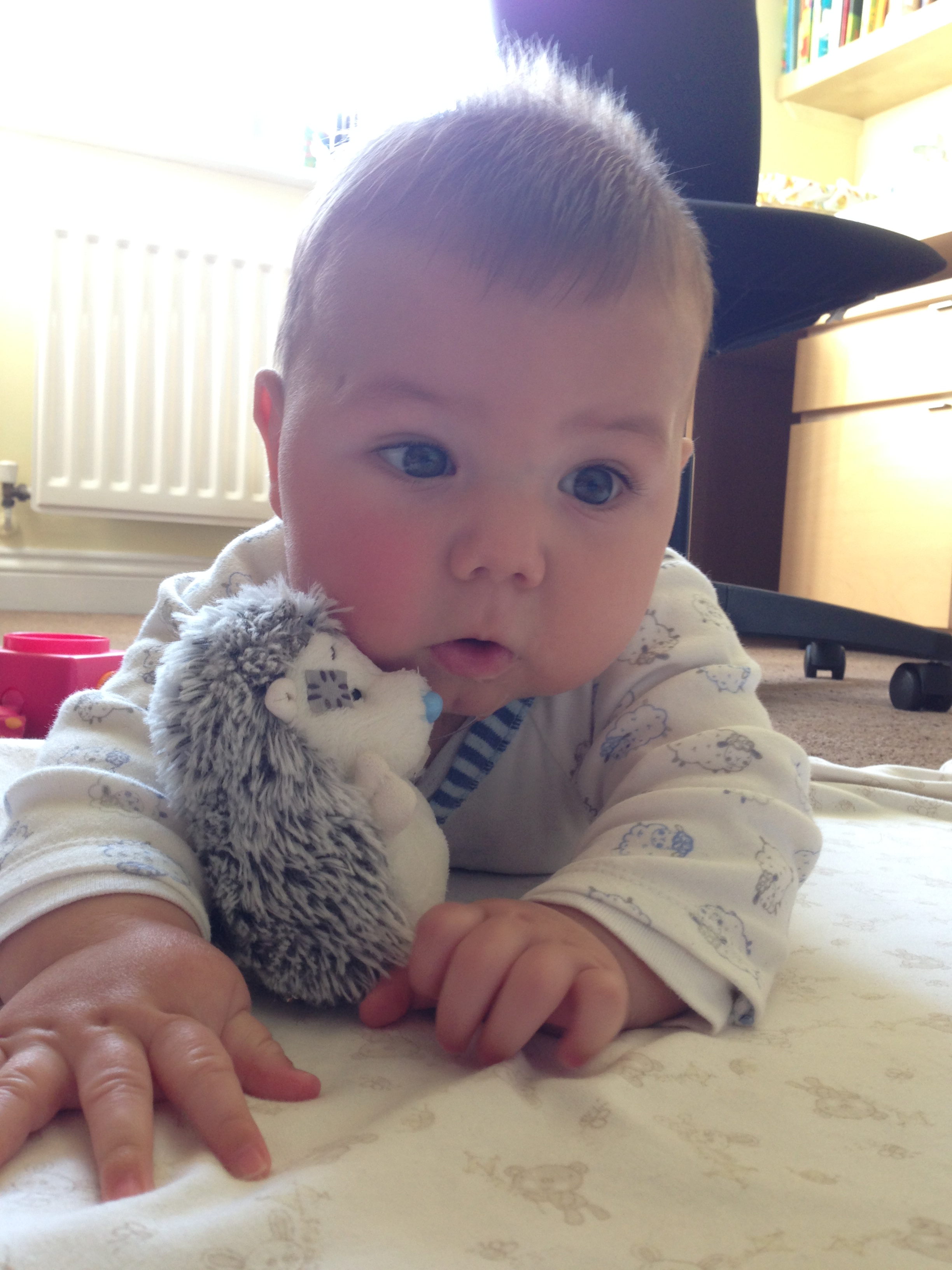 Have you seen my hedgehog