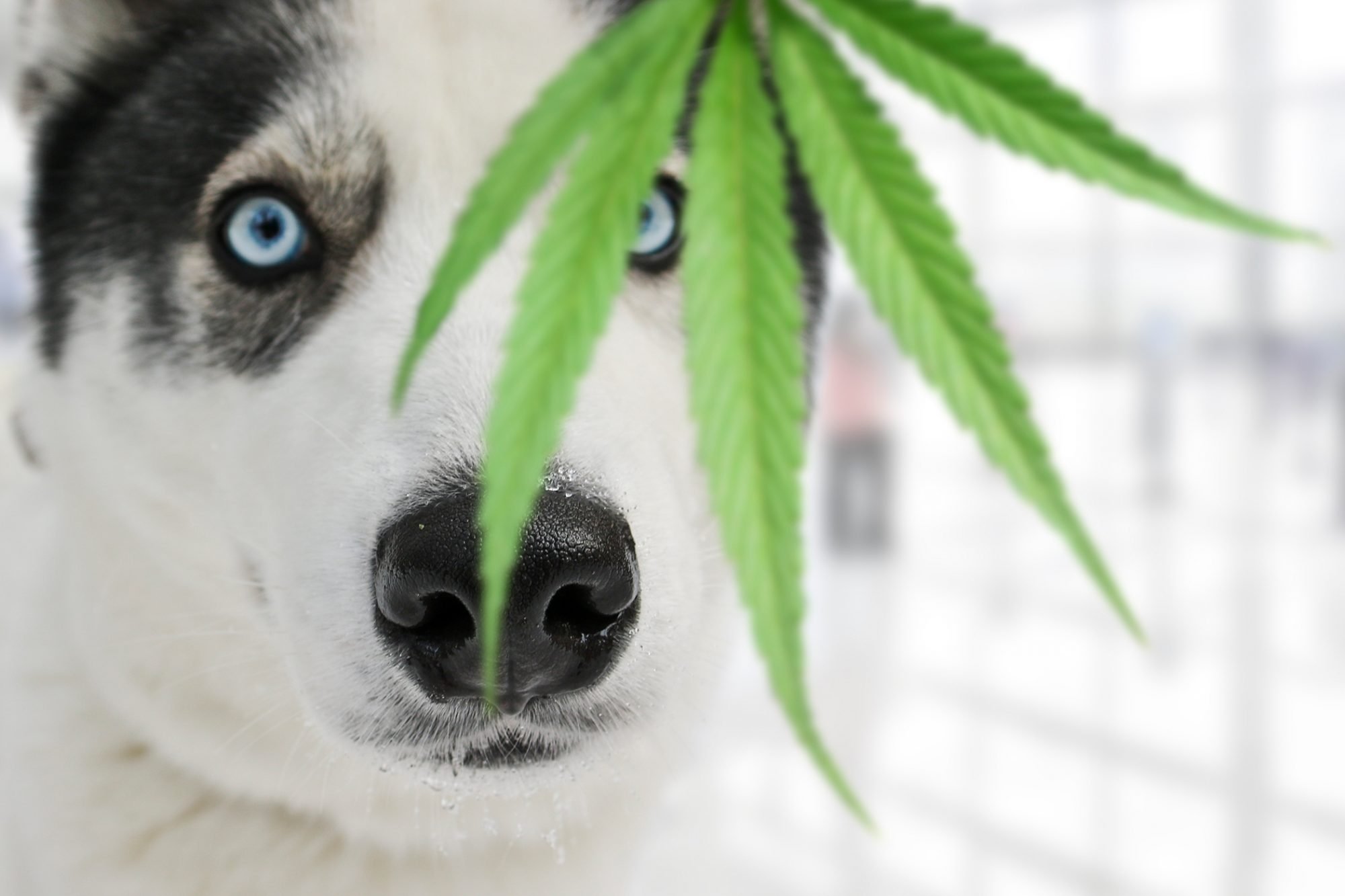 white dog with blue eyes standing behind cannibis plant