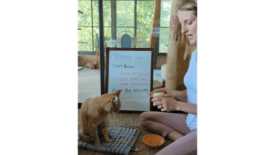 Me clicker training my cat Doja live while teaching how to clicker train cats