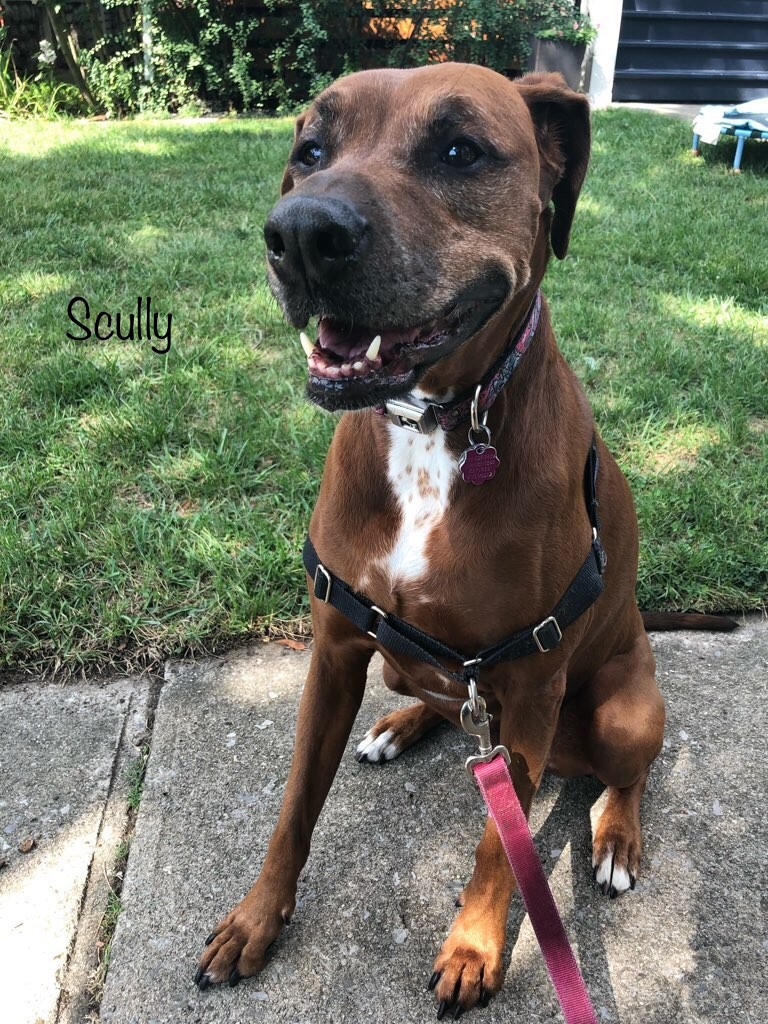 dog walker Columbus Ohio