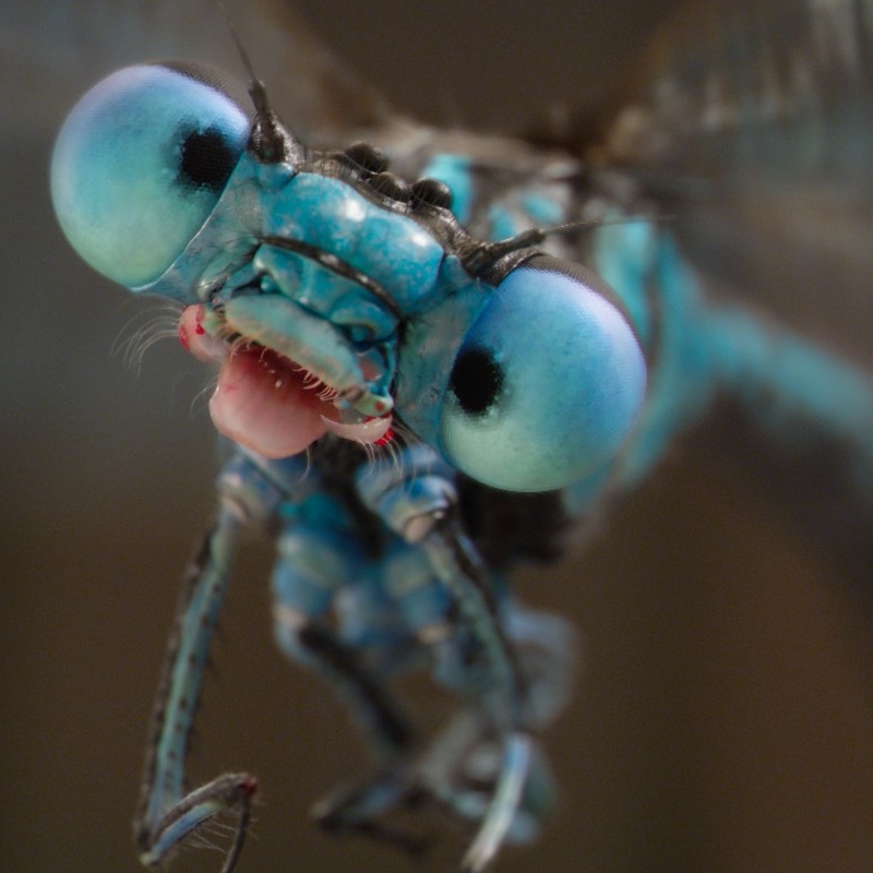 Doolittle - James Dragonfly close-up
