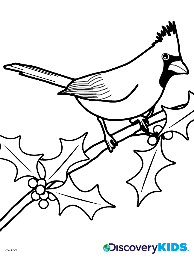 Cardinal coloring page