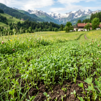 Luzerne Beratungspraxis,  Luzerne-Einsaat Beispiel in Kärnten auf 1200 m Seehöhe,