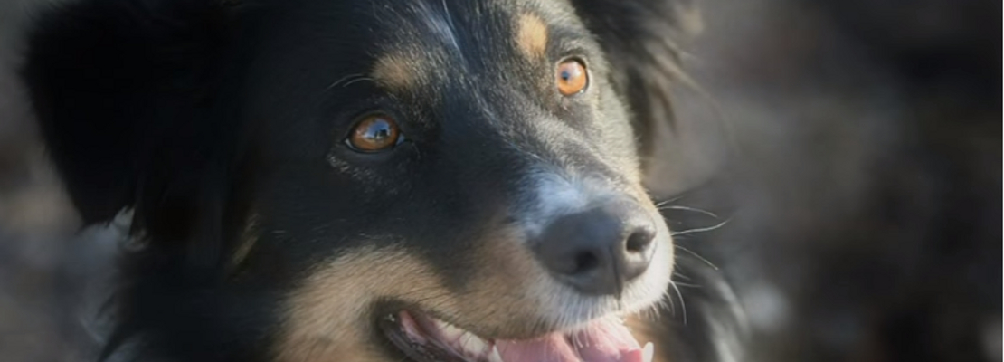 Jul 26, 2012 · empathy is the most important characteristic to have when writing your pet loss condolences, although it is appropriate at times to use humor for cheer if it's done tactfully. What To Write In A Dog Sympathy Card Futureofworking Com