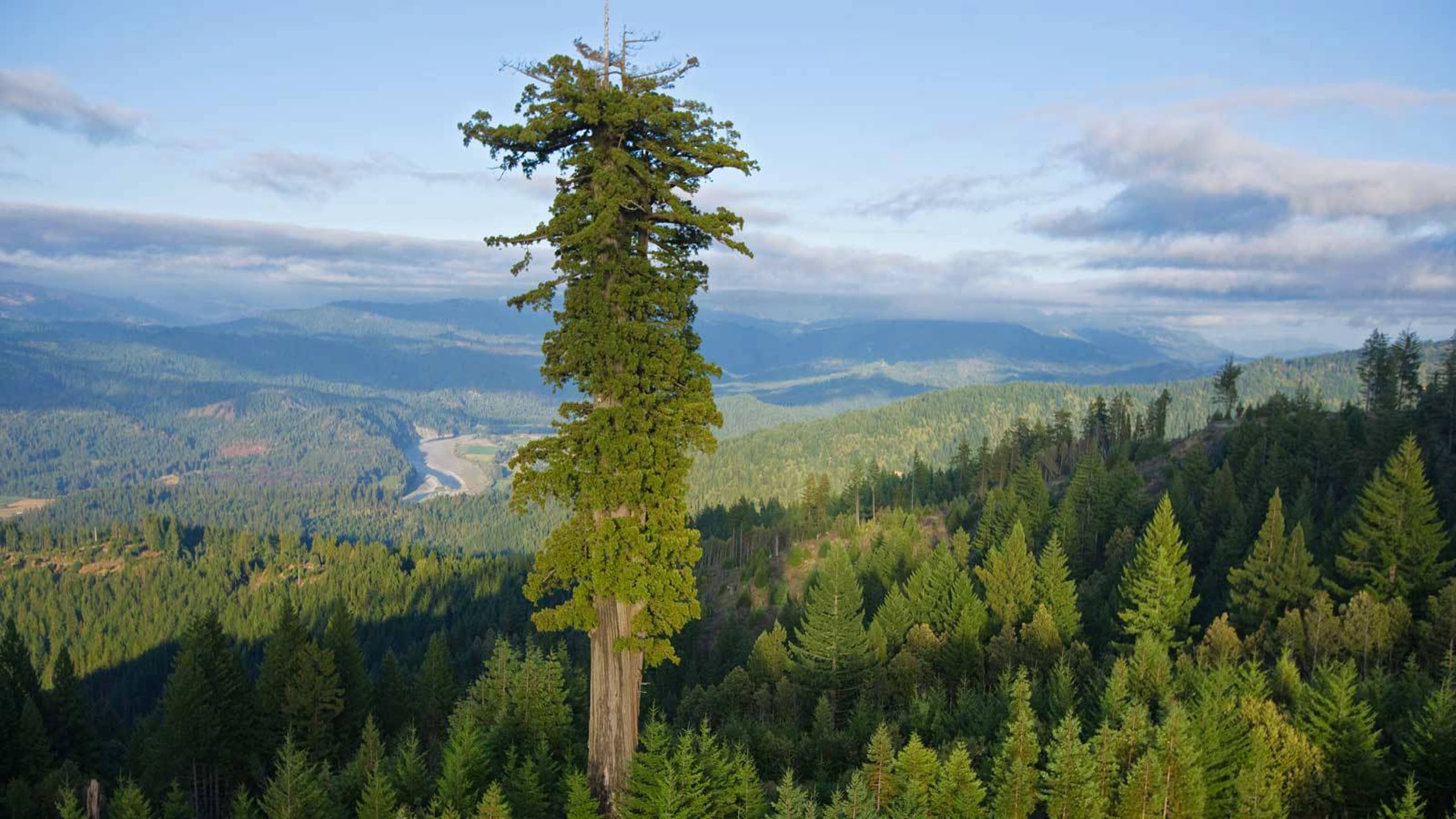 For Extreme Tree Hunters Redwoods Rule