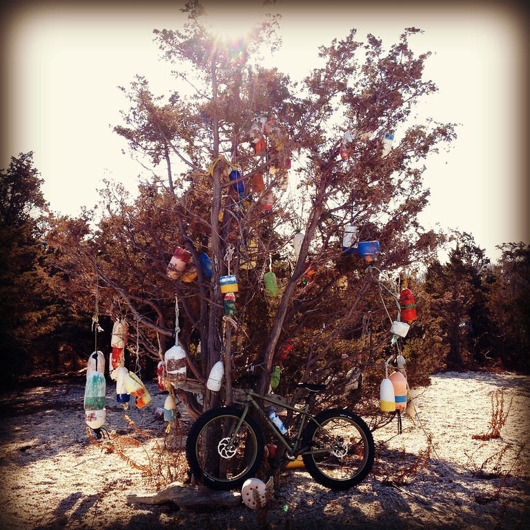 buoy tree near flax pond