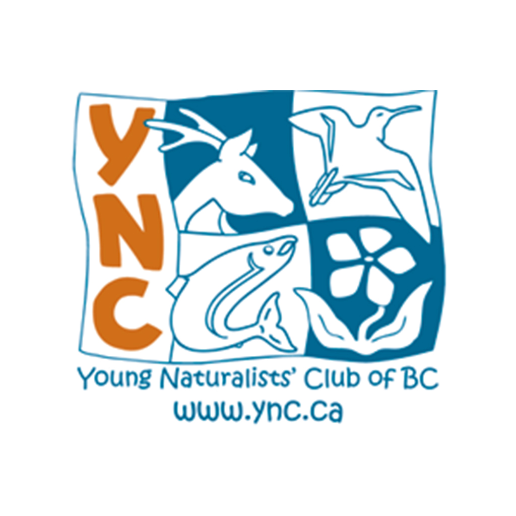 YNC