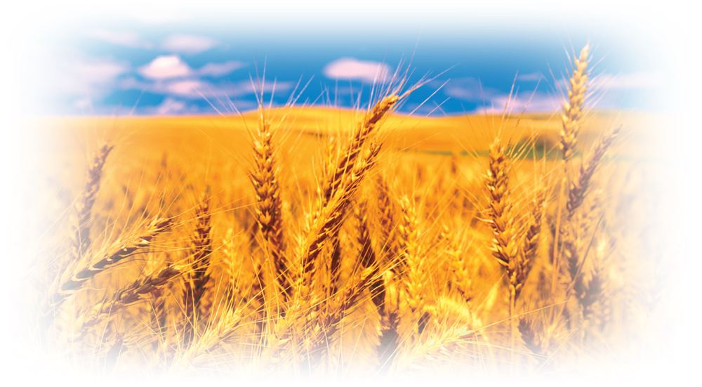 Búza Liszt Fontossága Lételem