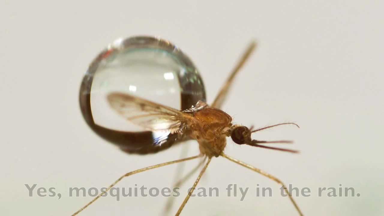 How Mosquitoes Fly in the Rain FYFD