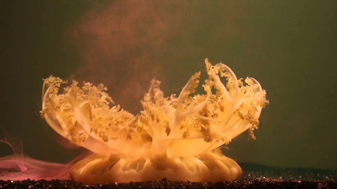 The UpsideDown Jellyfish FYFD