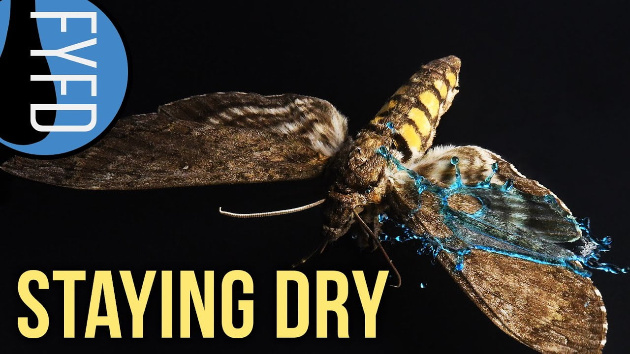 How Animals Stay Dry in the Rain FYFD