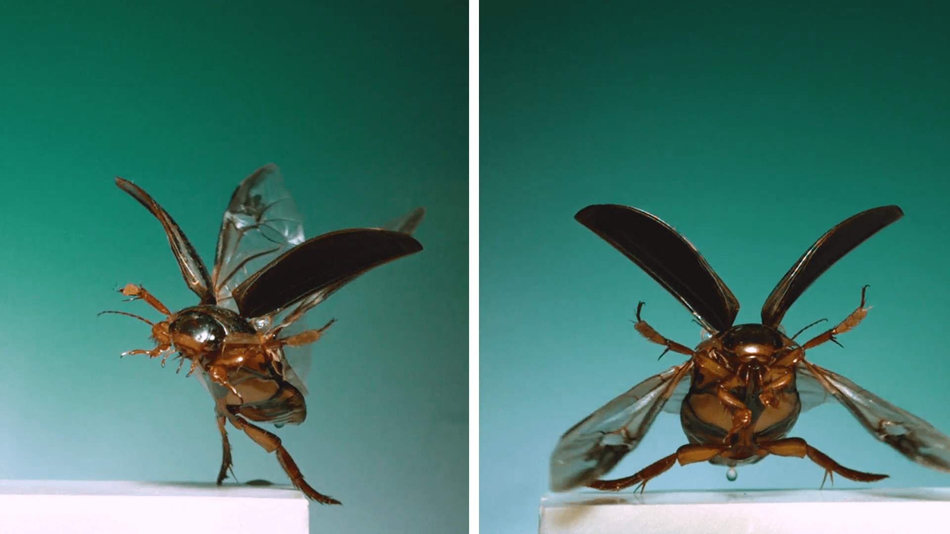 Moths and Beetles in Flight FYFD