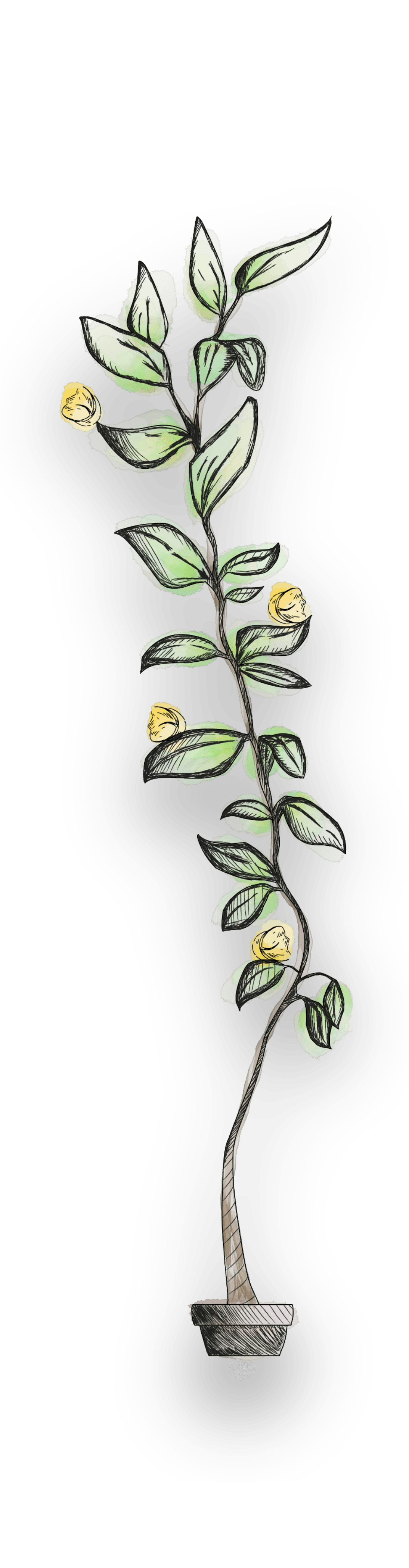 Detailed botanical drawing of a plant, showcasing growth and organic elements, symbolizing the growth strategies and business development principles used in marketing consultancy