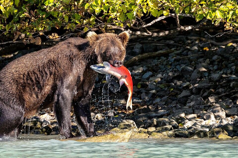 Brown Bear with Sockeye Salmon, Alaska, 2024.The Pacific salmon meta-ecosystem extends beyond the rivers’ shores to plants, animals, and insects.