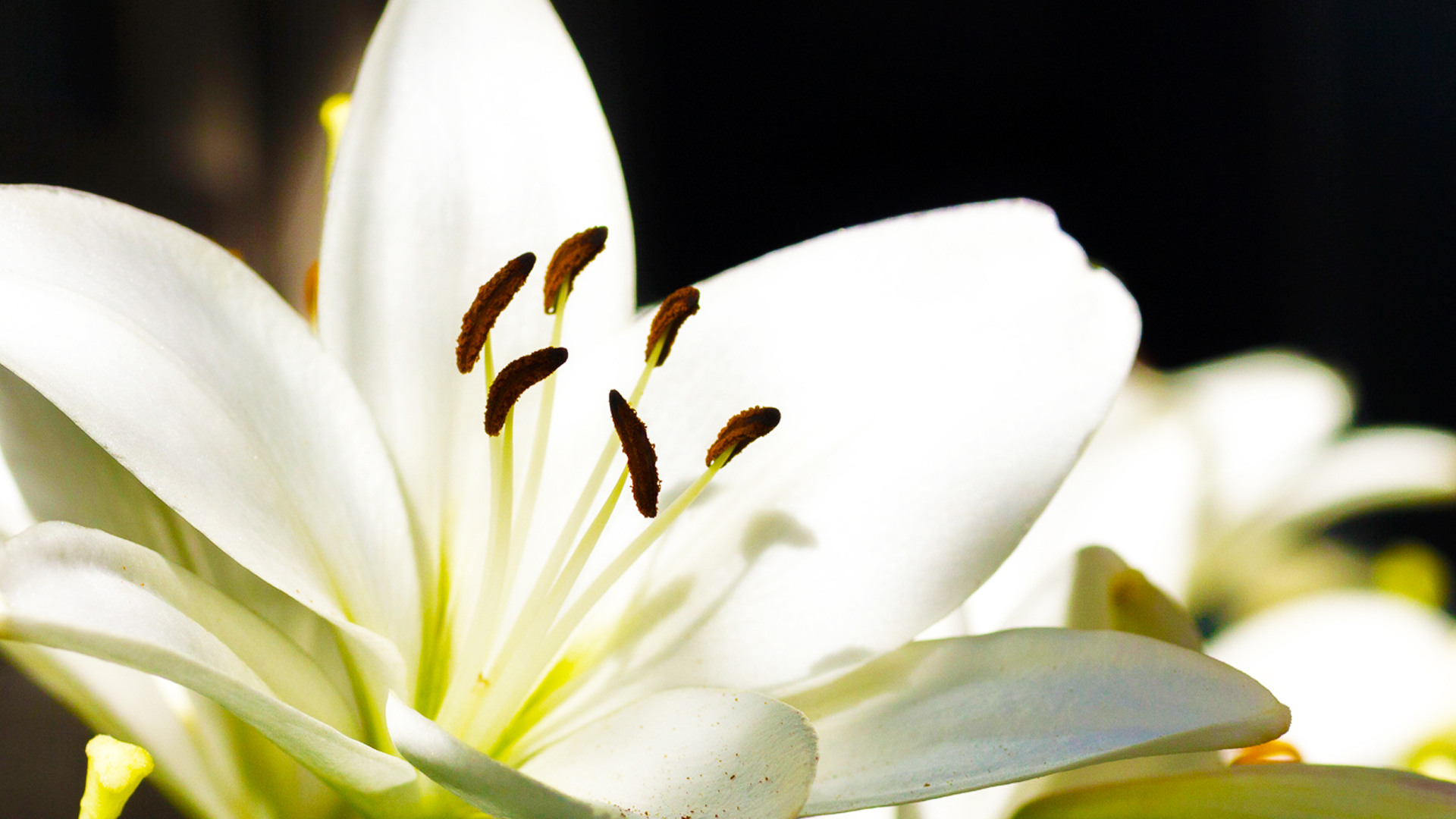 百合白rgb 白百合顏色 咖蕾網 Sahrz