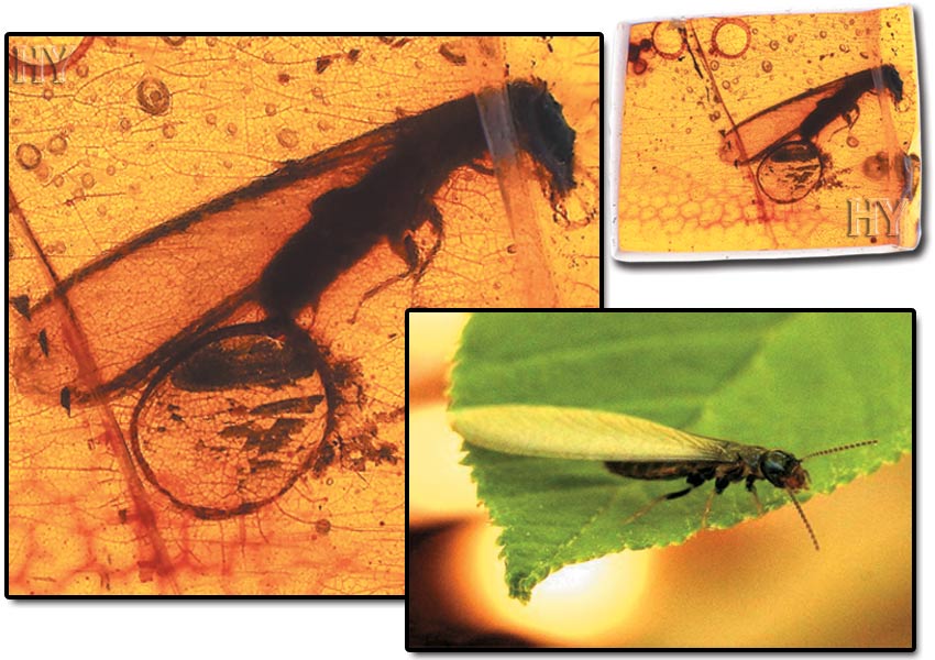 Insect fossil specimens -3 | Atlas of Creation-Vol.4
