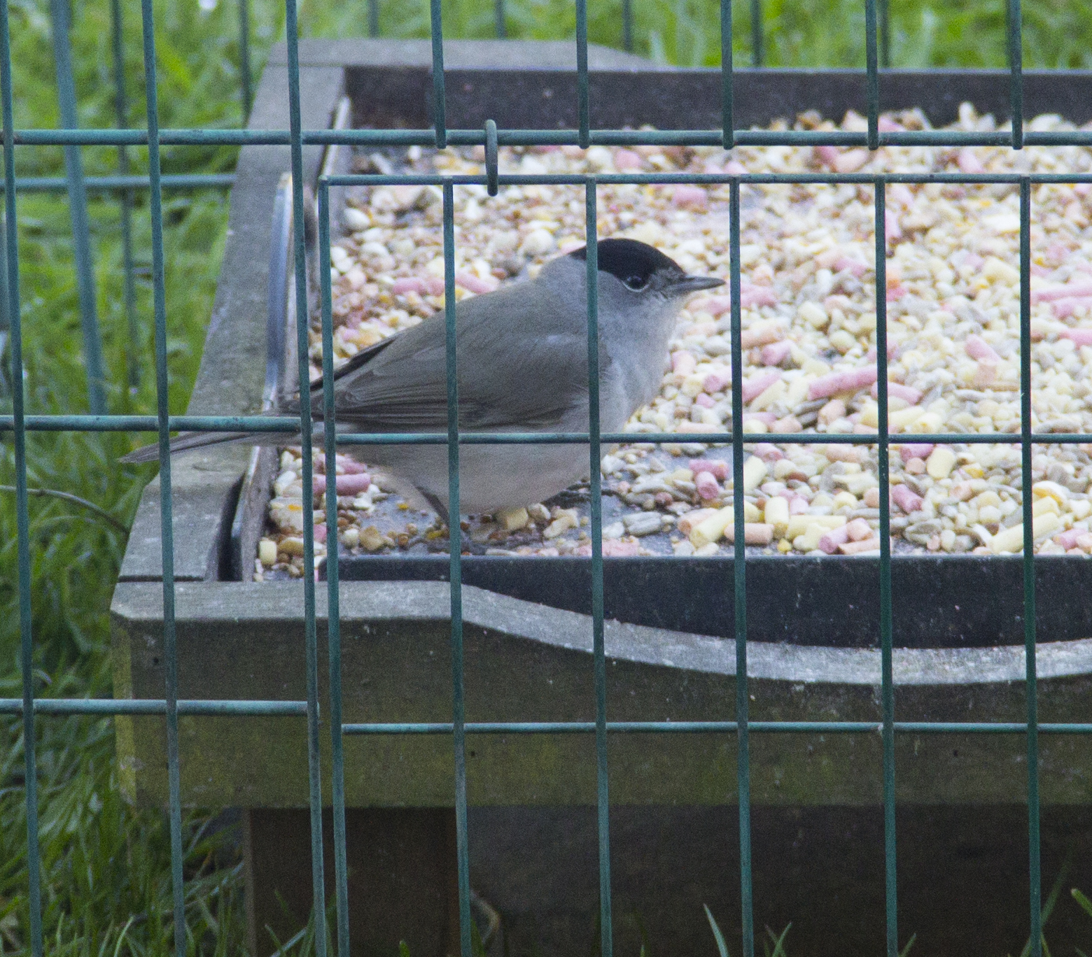 Blackcap