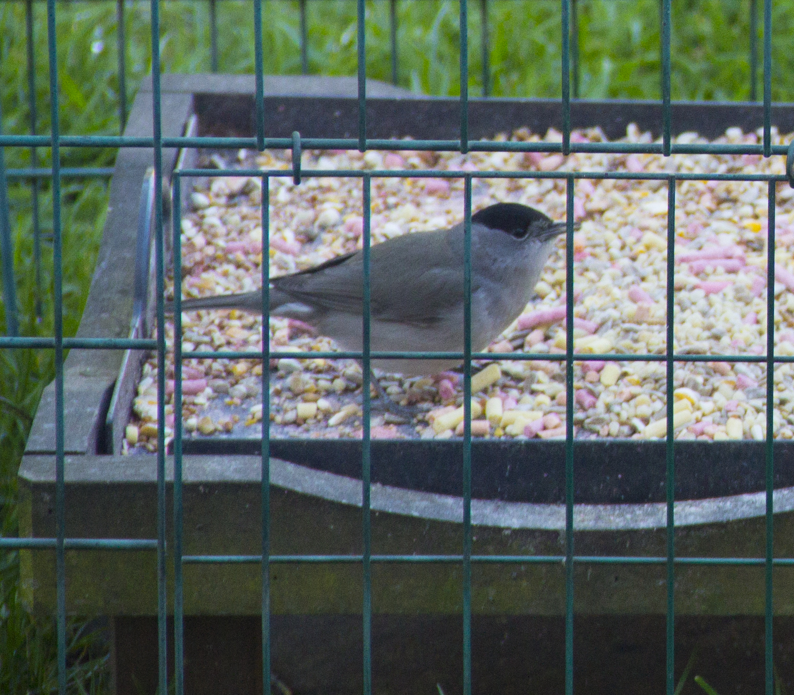 Blackcap_2
