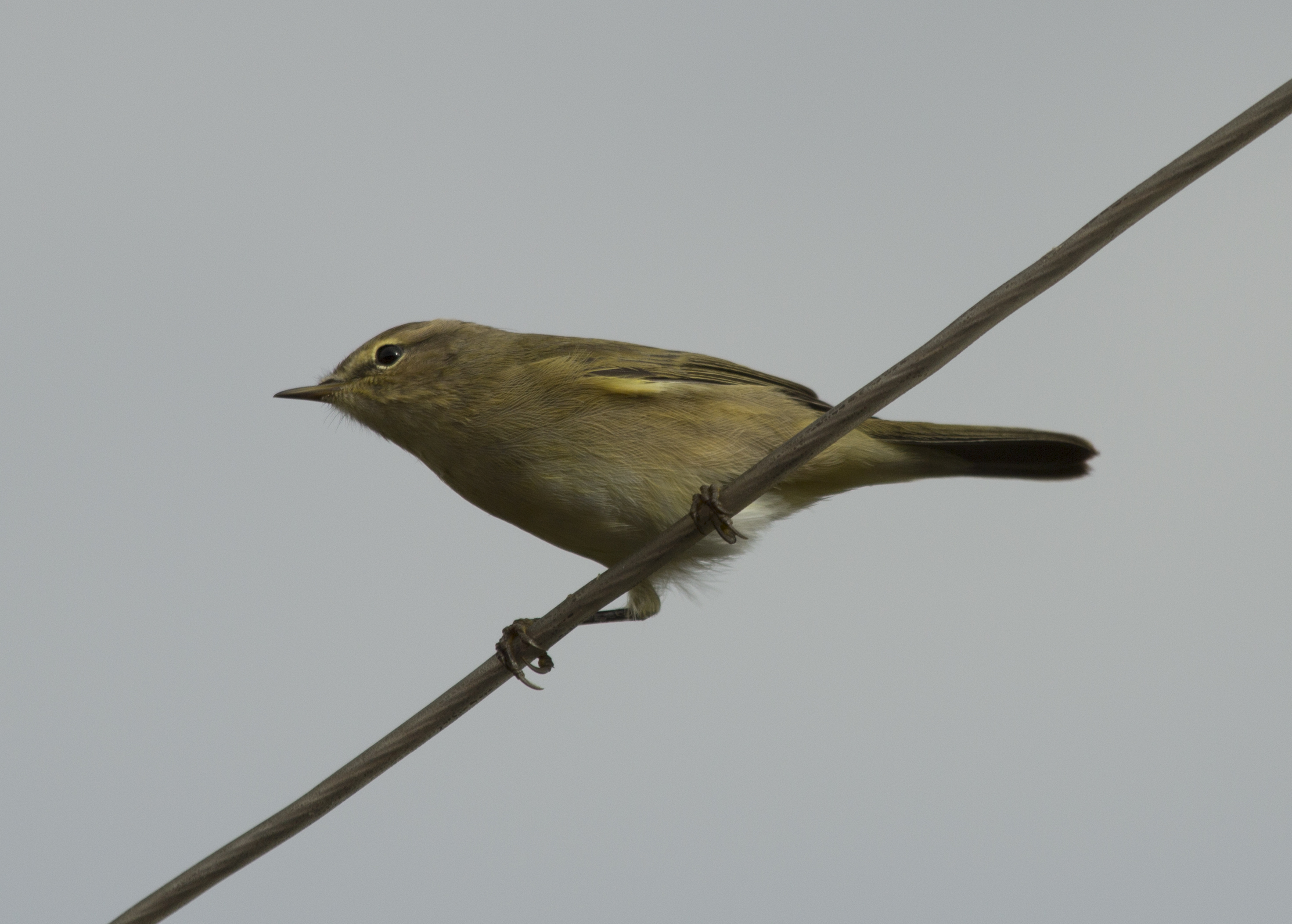 chiffchaff_7