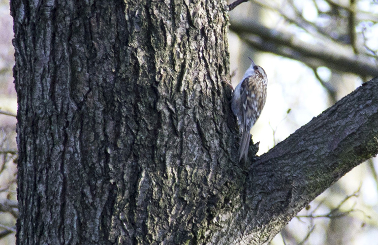 Treecreeper4