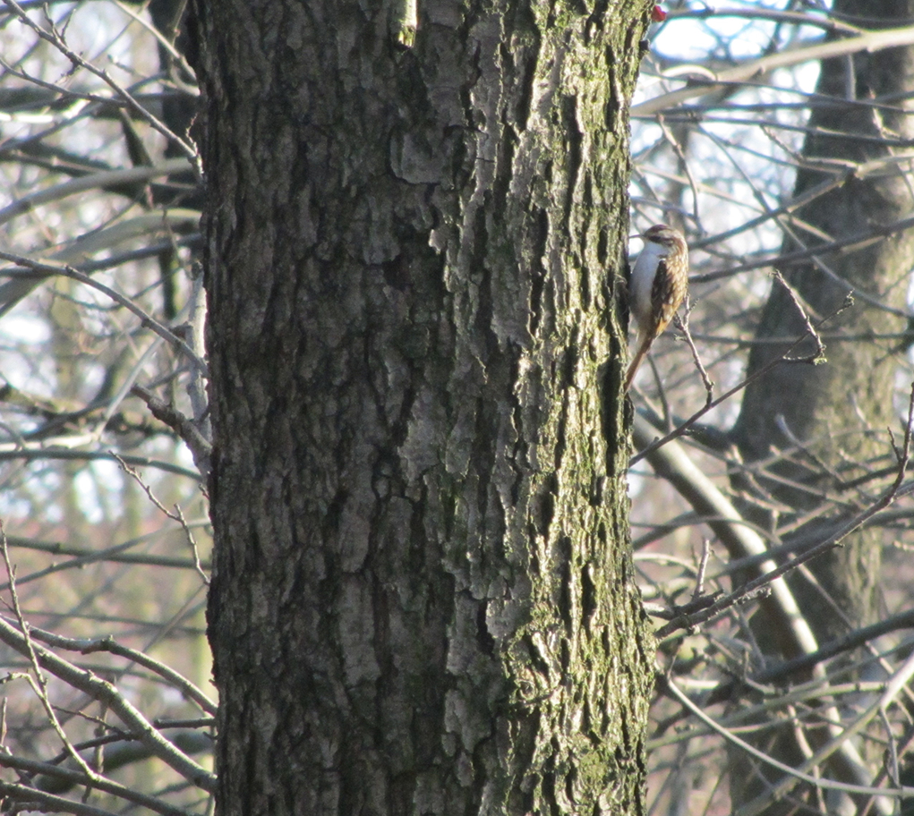 Treecreeper5