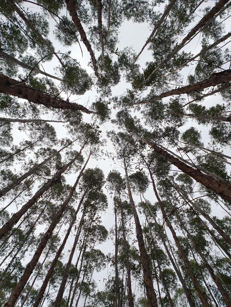 Gabriel Forest Com Dien - Ocean Images - Ultra HD 8K Collection