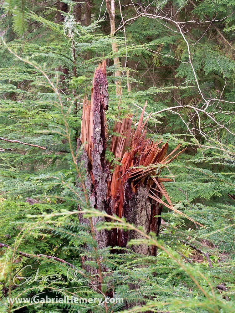 Newly snapped tree stem at Pucks Glen
