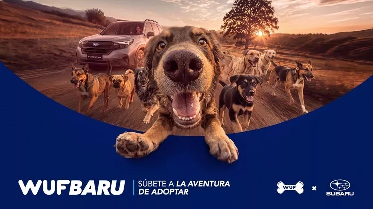 ¿Buscas adoptar un perro? “WUFBARU” te acerca al próximo integrante de tu familia