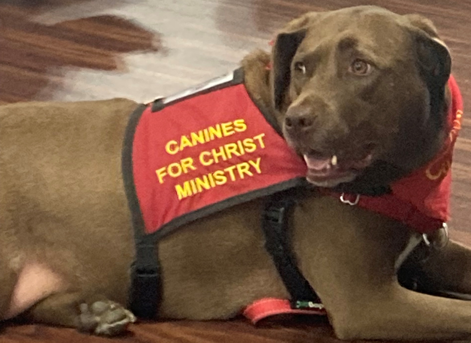 Dove the Dog brings therapy to Gadsden County residents