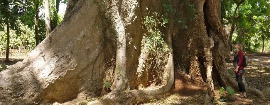 deepecoloyg(3)