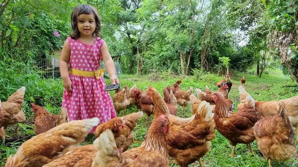 lunachicken
