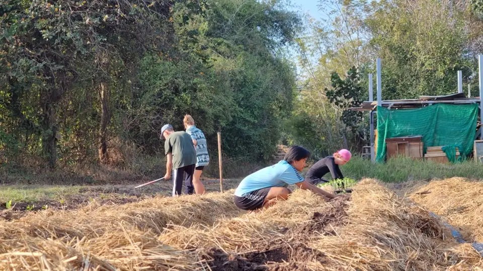 planting