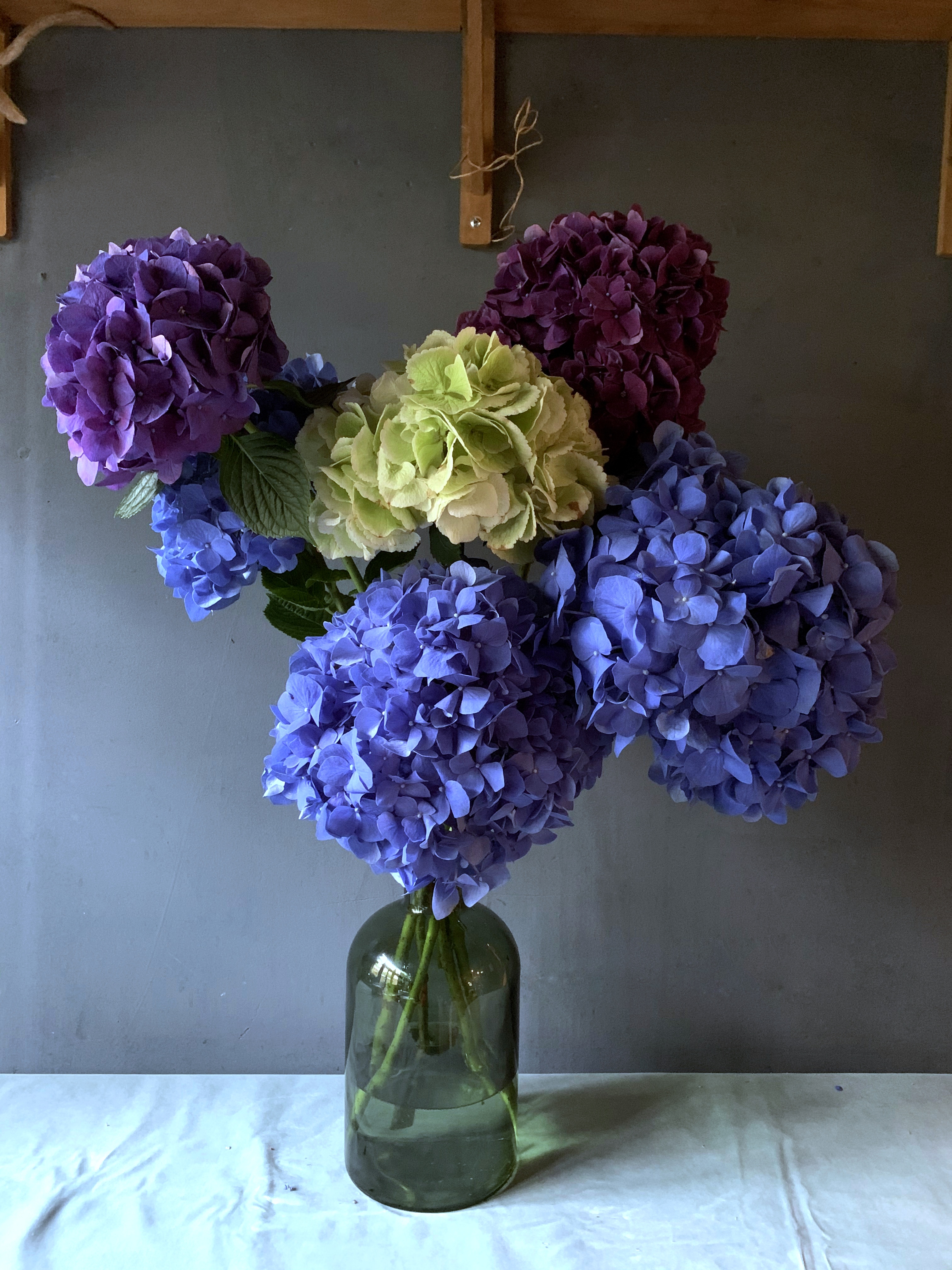 Hydrangea for Friday 16th October 2026