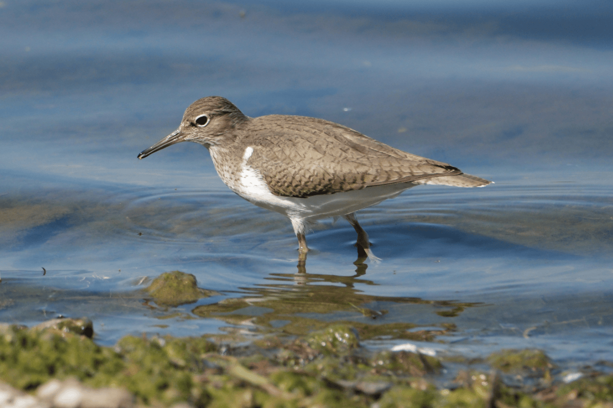 Common Sandpiper