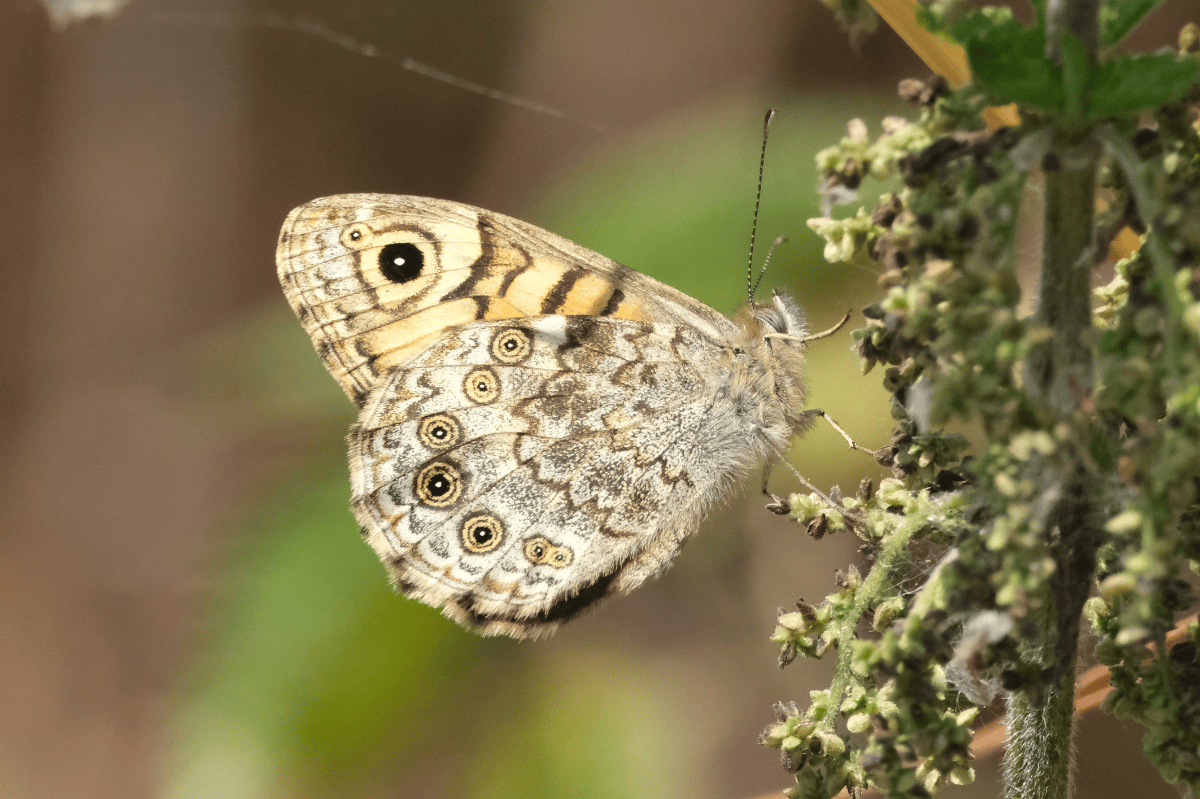 Wall Brown