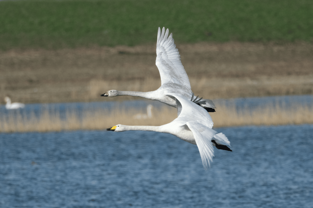 Whooper Swans