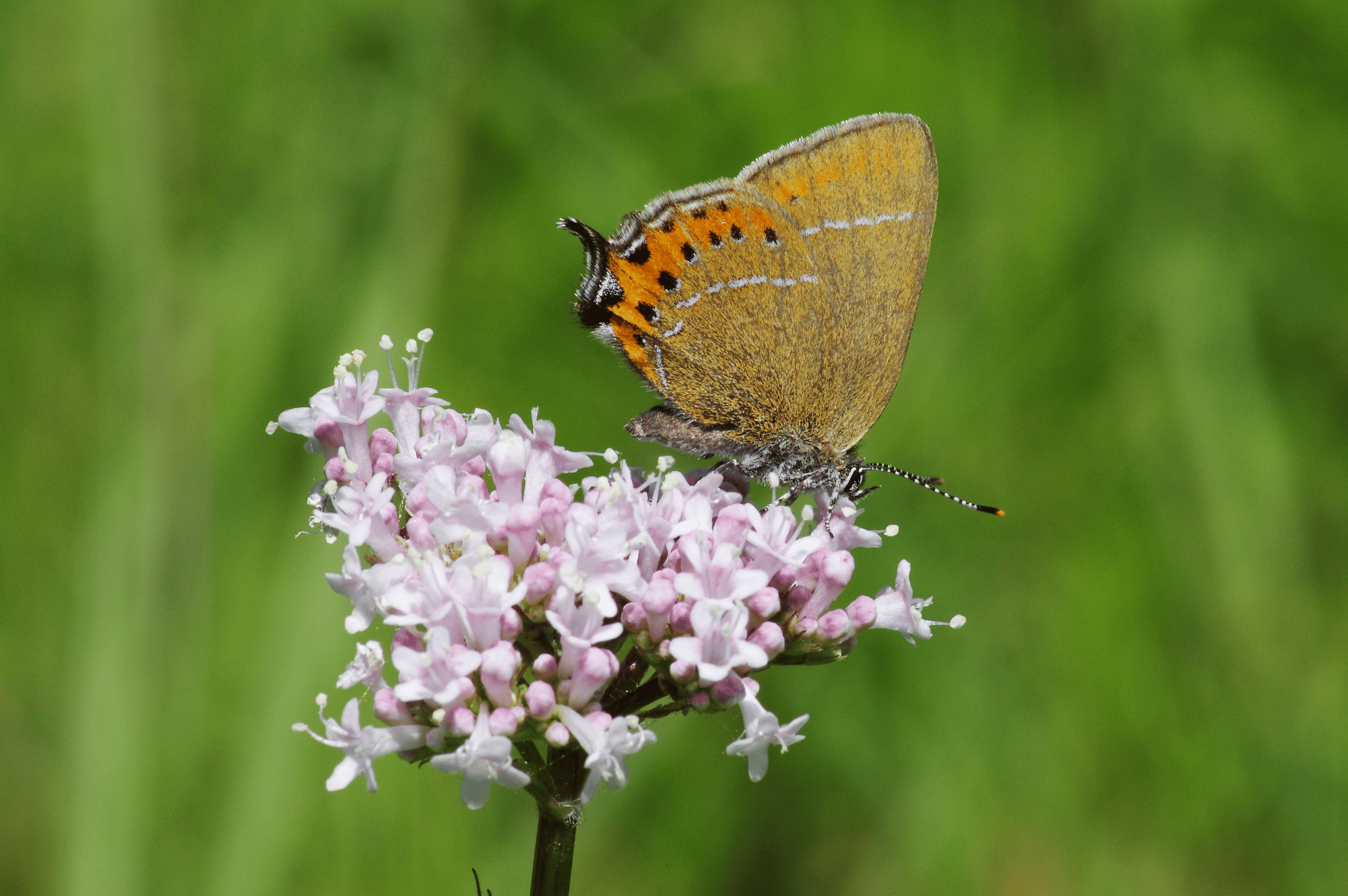 Black Hairstreak IMGP5784c