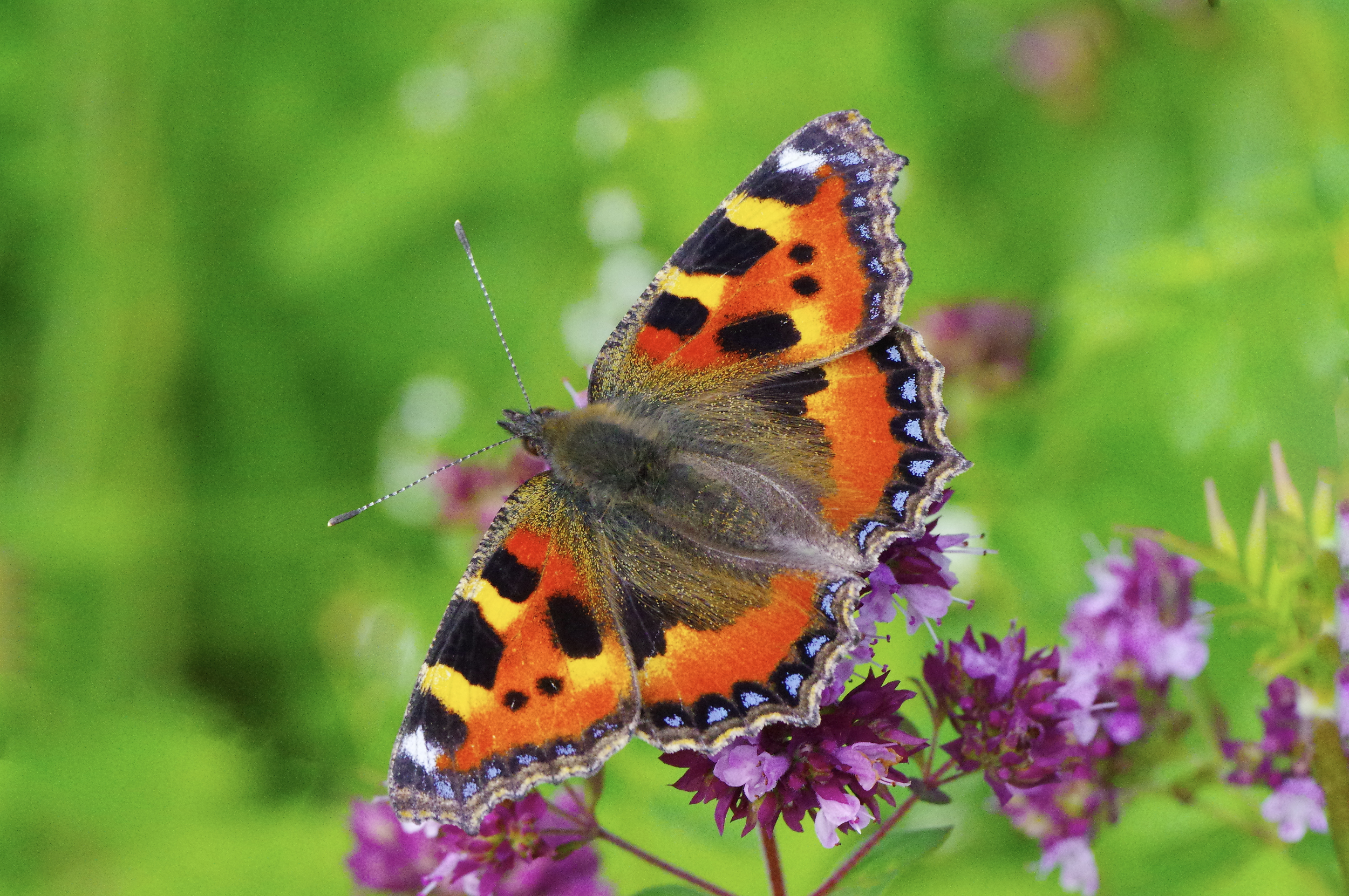 Small Tortoiseshell