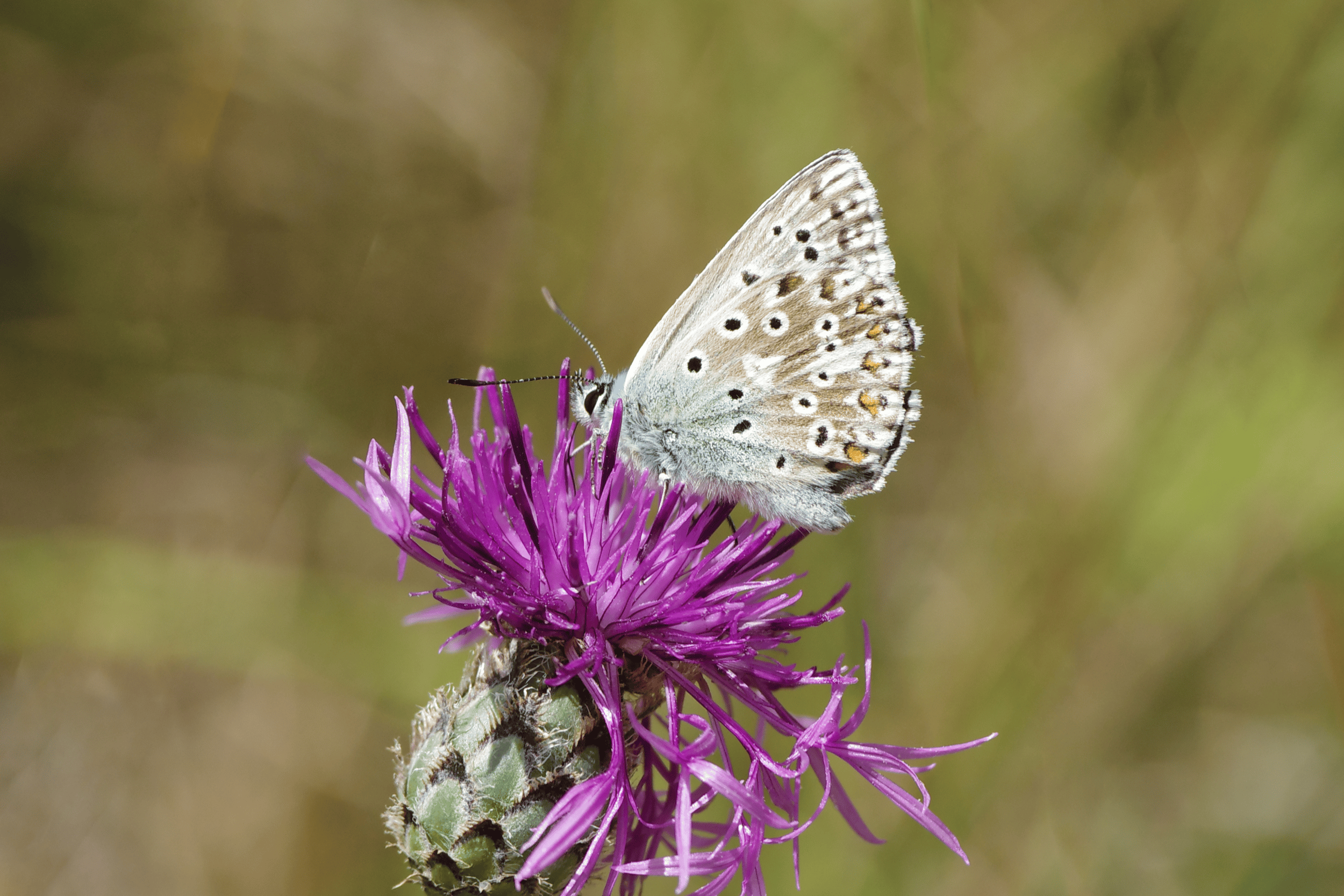 Chalkhill Blue
