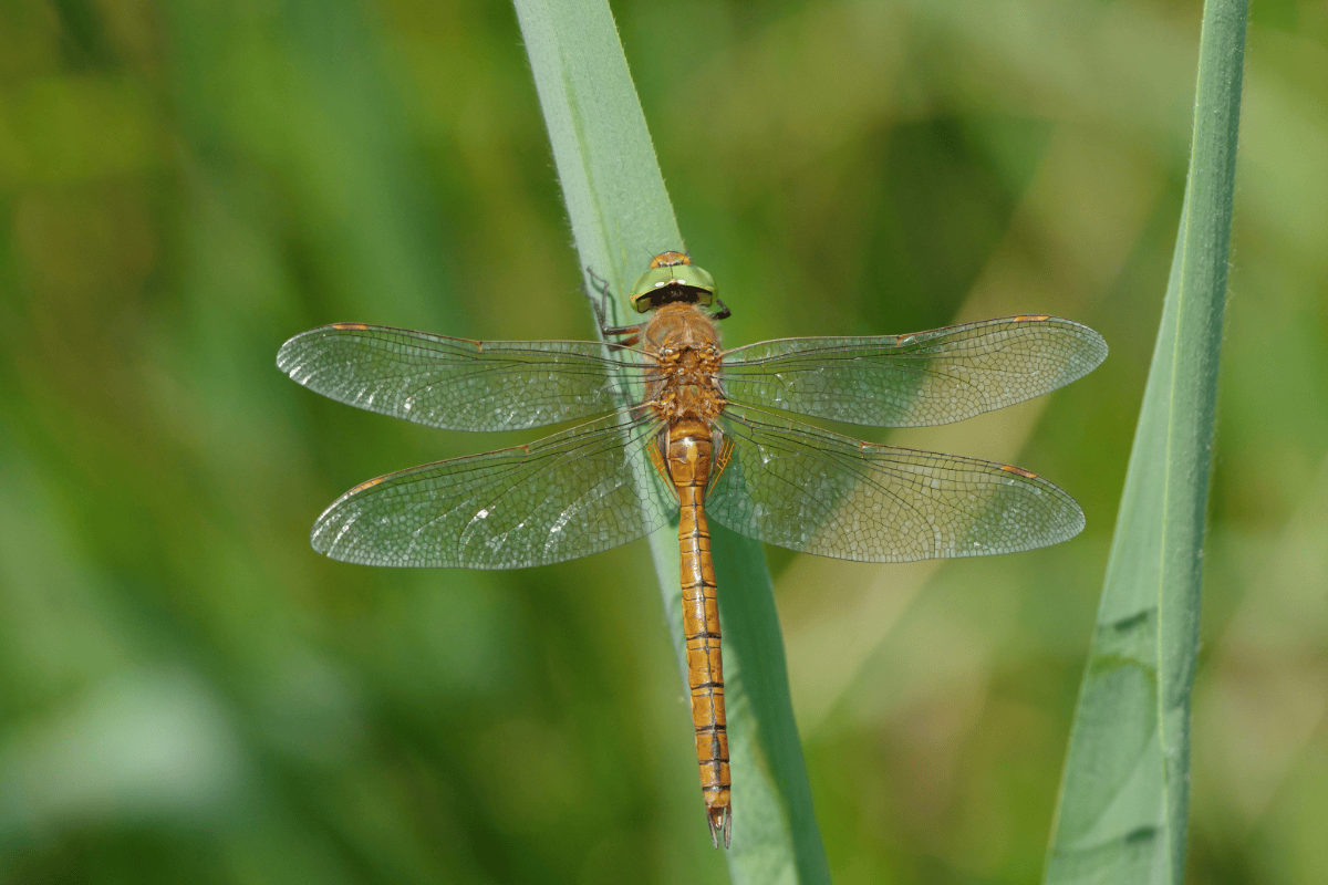 Norfolk Hawker